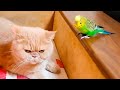 Смешной попугай развлекает котика