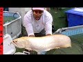 RARE AROWANA FISH ** Albino Problem with Shamu in New Pool**