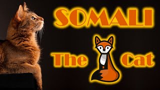Somali cat  The fox cat