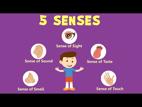 Sense Organs Chart For Kindergarten