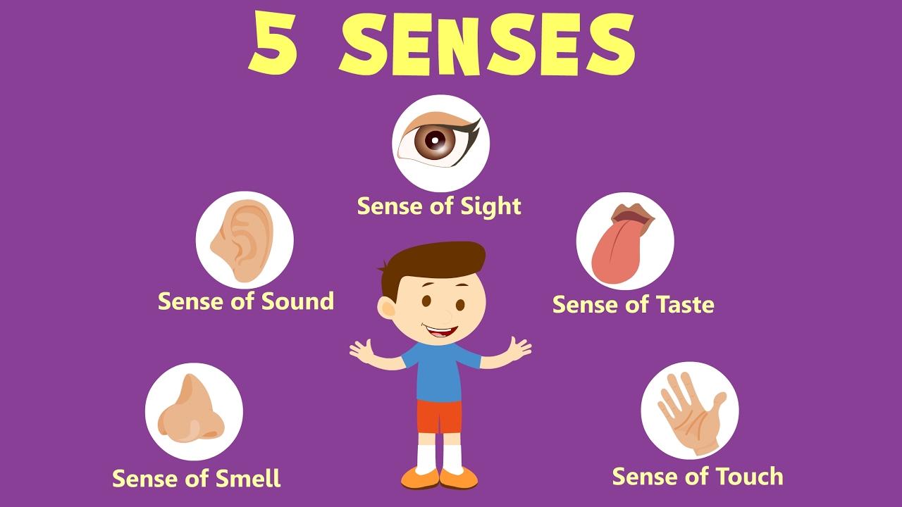Human Sense Organs Learn About Five Senses YouTube