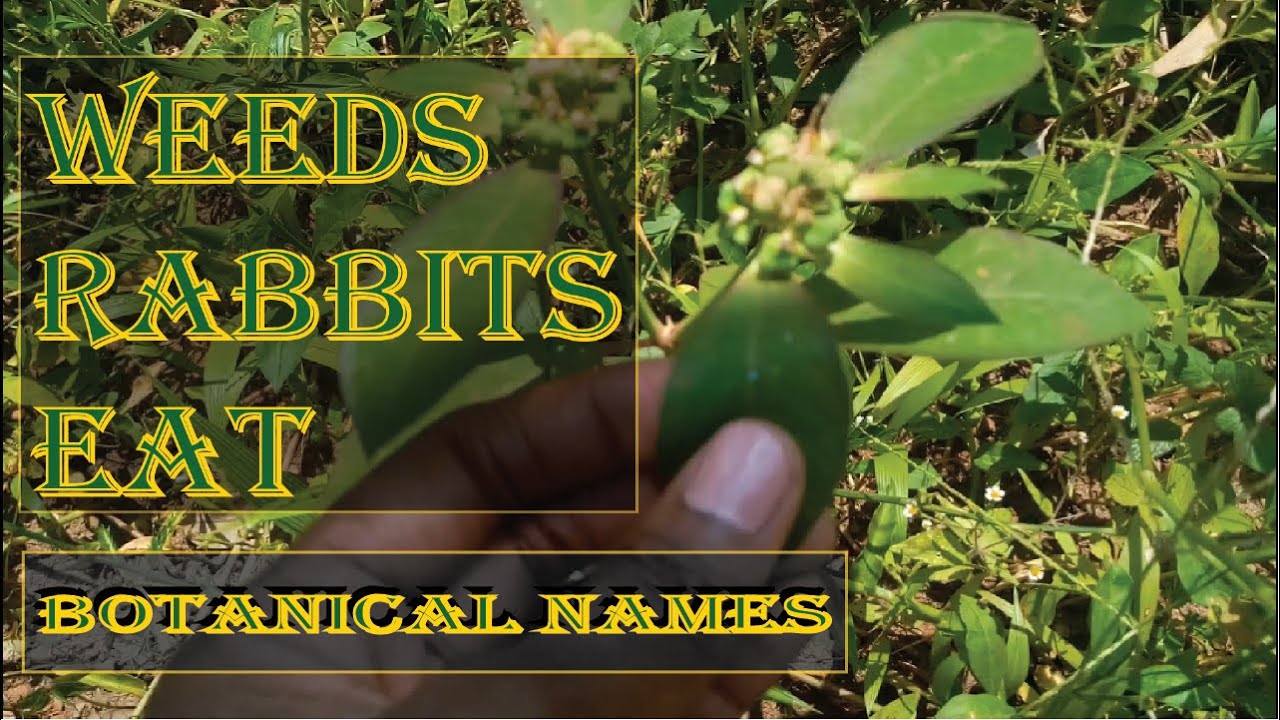 Common Weeds Rabbits Eat - Botanical Names (Rabbit food) - Animal Husbandry Uganda