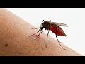 Why Mosquitoes Always Choose You (It’s Not Random)