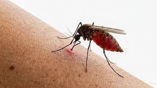 Why Mosquitoes Always Choose You (It’s Not Random)