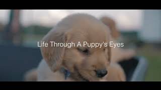 Summer's Goldens | Explore the World of Our Golden Retriever Puppies