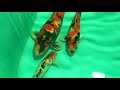 Нашёл отменных производителей кои. Самец 60-80см. Привезены из Японии.
