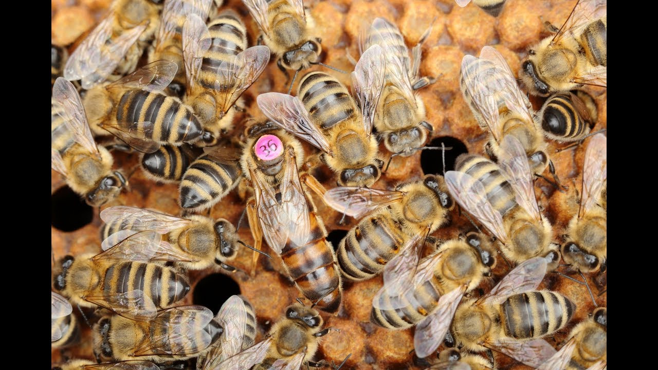 Ludzie z pasją. Pszczoły – życie i zagrożenia