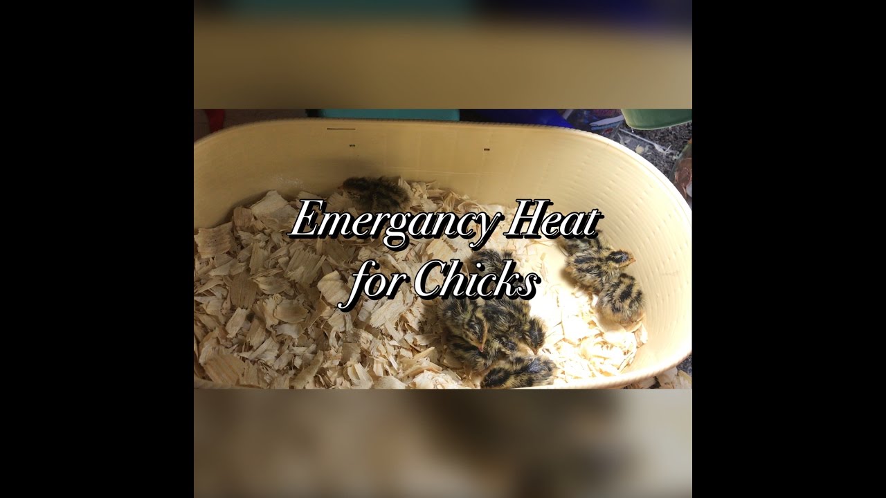 How I kept chicks warm when the power went out. YouTube
