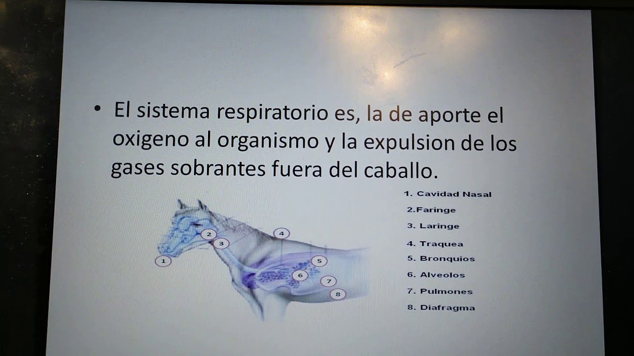 Sistema digestivo y respiratorio del caballo - YouTube