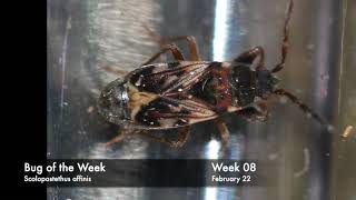 Bug Of The Week, Week 08