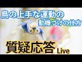 鳥の上手な運動の動機付けの仕方【質疑応答ライブ】
