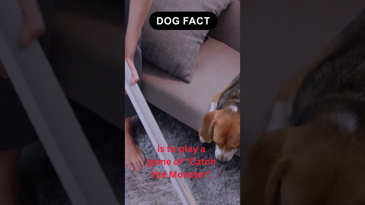 Dogs Fact 