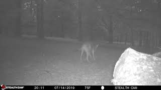 Western Kentucky Backyard Wildlife Coyote And Armadillo