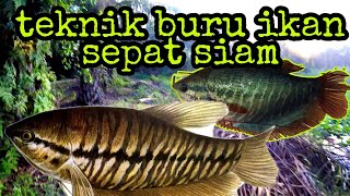 teknik buru ikan sepat Siam cara mudah