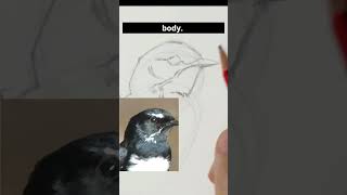 Learn to Draw a Willy Wagtail Bird! #shorts #art #birds