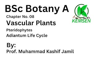 Adiantum Life Cycle I BSc Botany A I Chapter 08 I KEMSEN