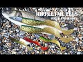 Bass fishing Rippletail Eels filmed swimming in the tank showing rigging options weedless jigheads