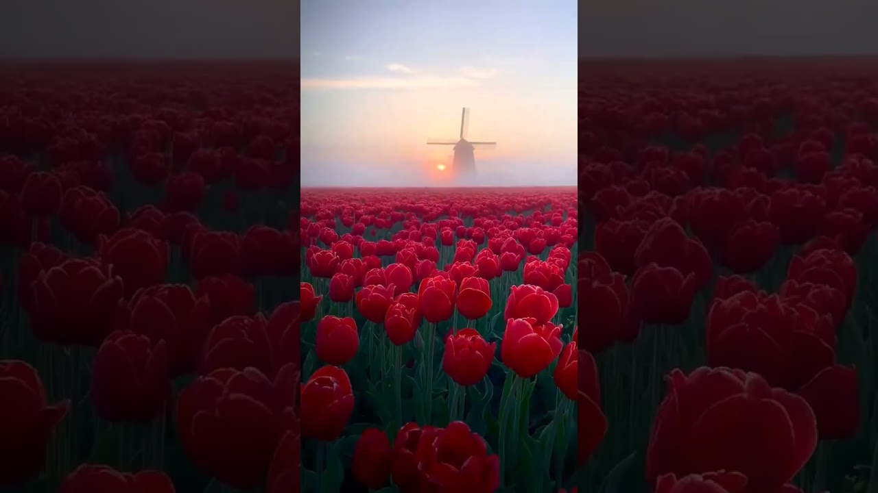 🌷The famous tulip fields in the Netherlands at dawn look like a fairy tale