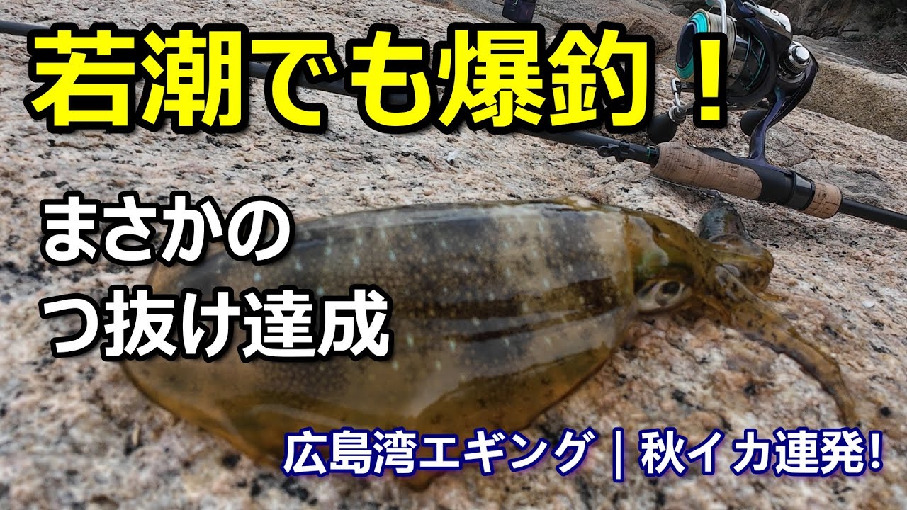 [Залив Хиросима] Рыбки Gunkan Green и Muramura Cherry — лучшие! Даже во время молодого прилива ри...