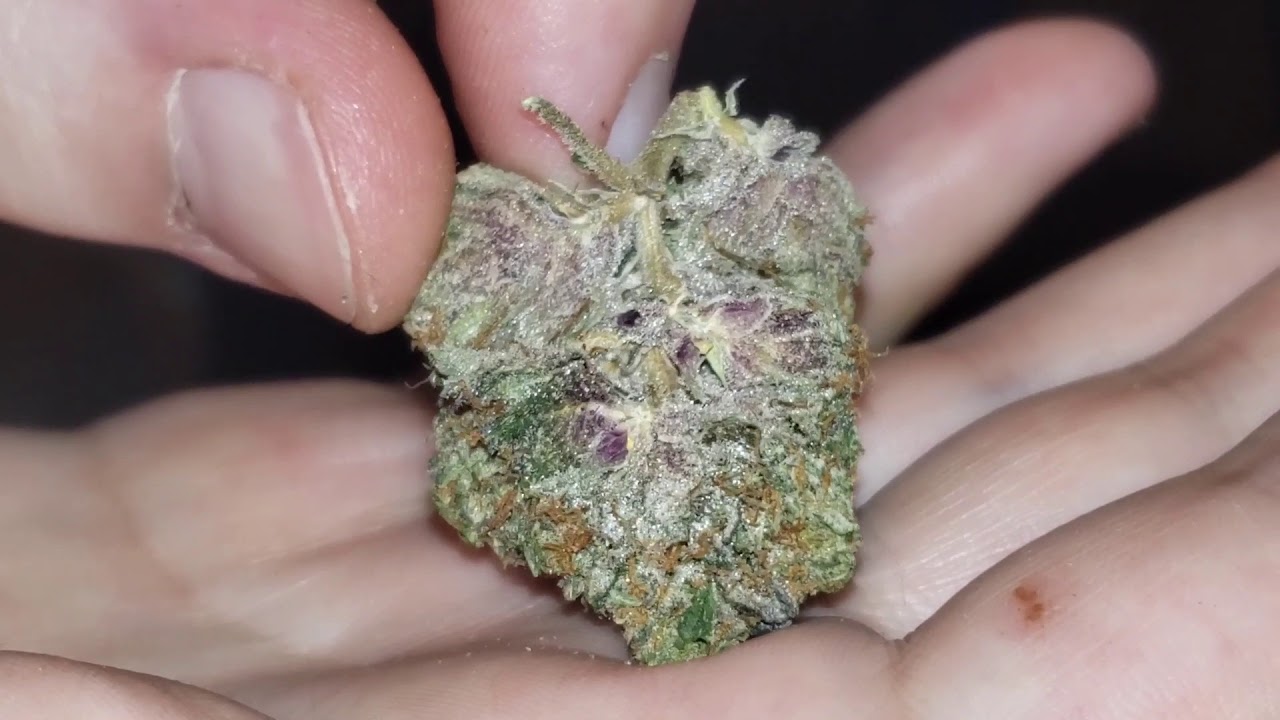 STRAIN REVIEW 101: organic tom ford pink kush - Lowpricebud