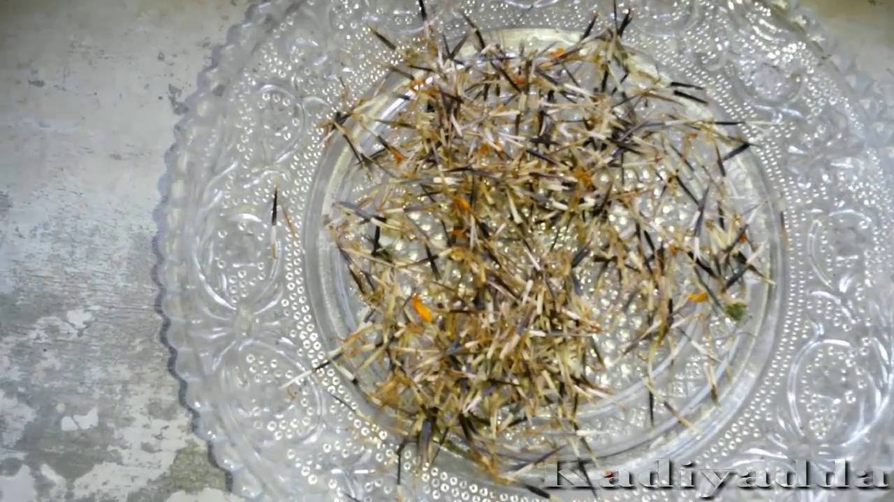 how to collect marigold seeds from plants YouTube