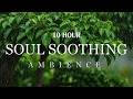 10 Hour Soothing Rain Sounds - Relaxing Rain Ambience for Deep Sleep & Calm Mind