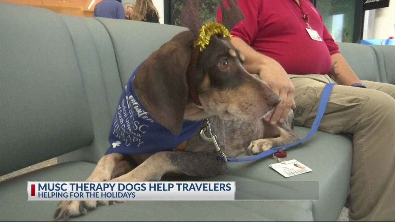 Furry Friends at the Airport - YouTube