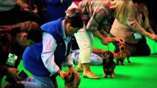 dfs Crufts 2011 Day 3 Vodcast