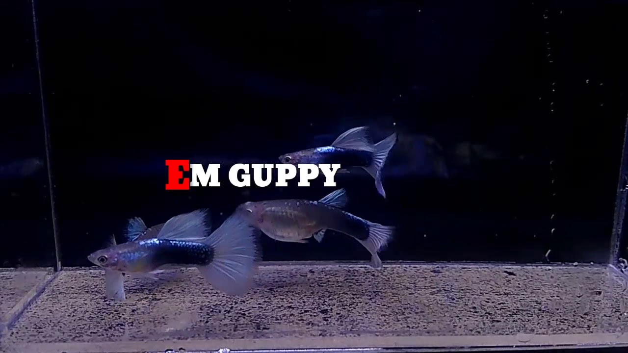Guppy YouTube