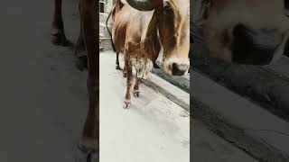 Choti choti Gaiya chote chote gwal part 38