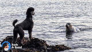 This Dog Goes To The Beach Just To Look For His Seal Friend | Bark & Bond