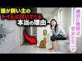 【９割が知らない】猫がトイレに付いてくる本当の理由７選（無視するのは残酷です…）