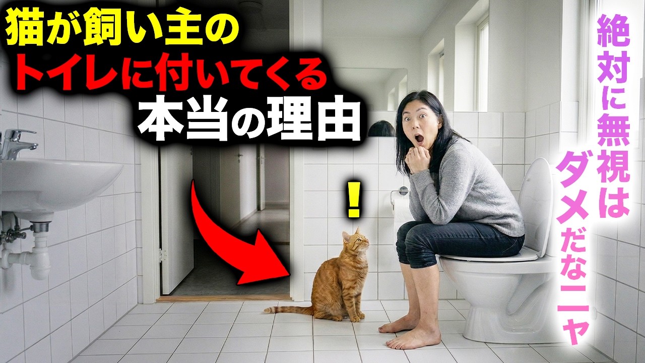 【９割が知らない】猫がトイレに付いてくる本当の理由７選（無視するのは残酷です…）