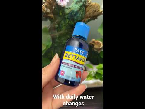 Treating Fin Rot in Betta Fish 