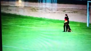 Fmbb Dog Attacks Judge