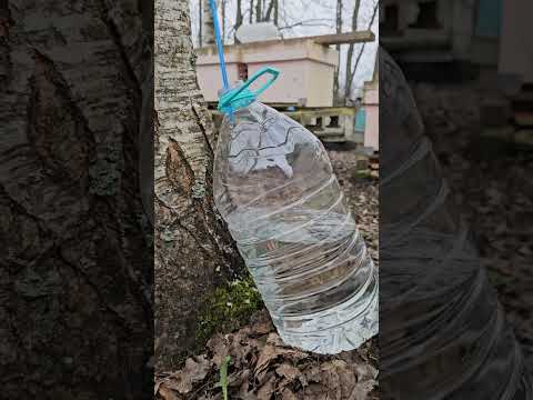 Друзья, совсем скоро будет добыча сока березового. Чуть позже расскажу условия приобретения.