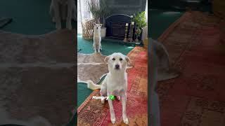 #dogs #rescuedog #jindo