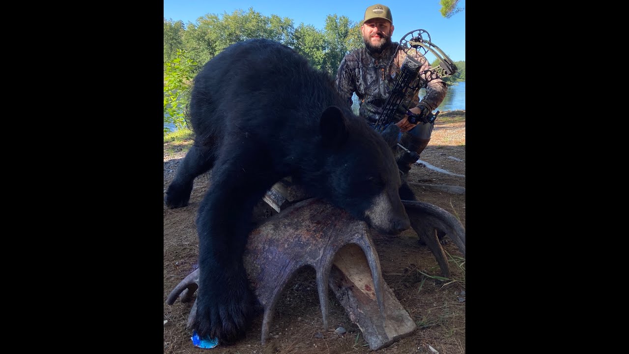 Bowhunting Black Bear Fall 2021 YouTube