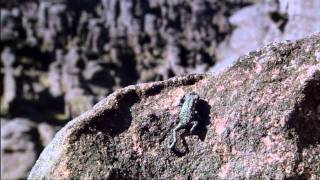 Pebble Toad