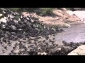 Wildebeest Crossing The Mara River By Rekero Camp in Kenya November 2012