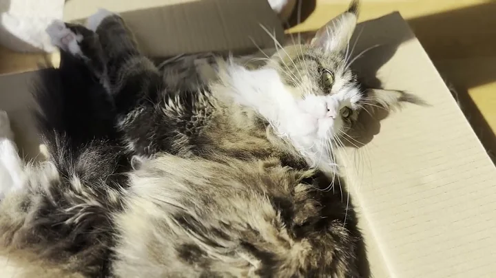 Video 4332411: coon cat mainecooncat, maine coon cat purring, beautiful maine coon cat