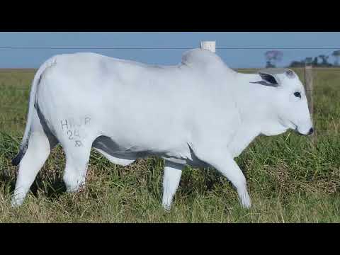LOTE 06   HAJP 245