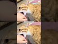 猫猫真的会假咬人#猫咪的迷惑行为 #娱乐评论大赏
