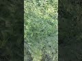 ek medicine ka plant jiska naam aa sabhi ko batana hai