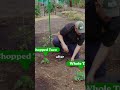 I Used Tacos As Fertilizer 