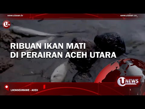 RIBUAN IKAN MATI DI PERAIRAN ACEH UTARA | U-NEWS