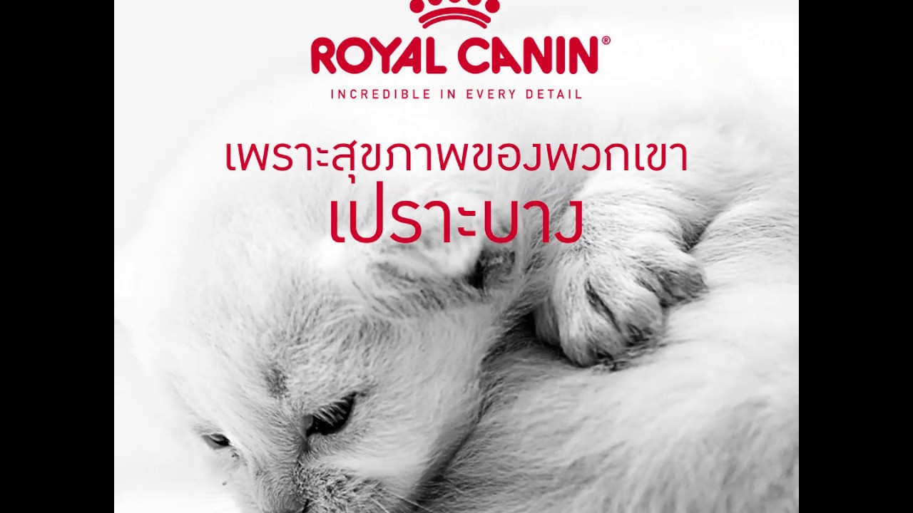 Royal Canin ให้ลูกแมวของคุณเริ่มต้นชีวิตด้วยสุขภาพที่ดี | อาหาร สุนัข รอยัล คา นิ นเนื้อหาที่เกี่ยวข้องล่าสุด