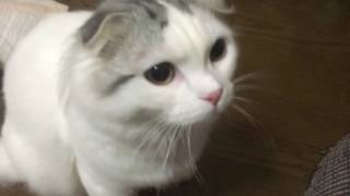 機嫌が悪い猫 そして Youtube