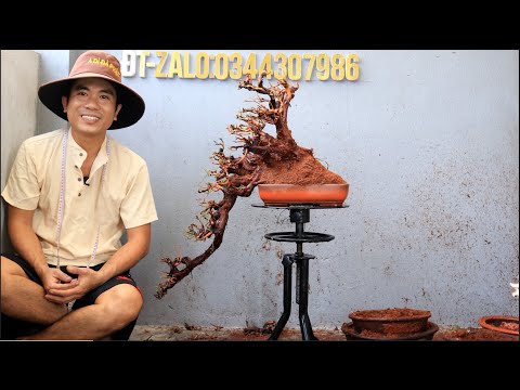 Video Lô Phôi cây Mini Kim Sa Tùng giá 75k và lô vip siêu to... - youtube