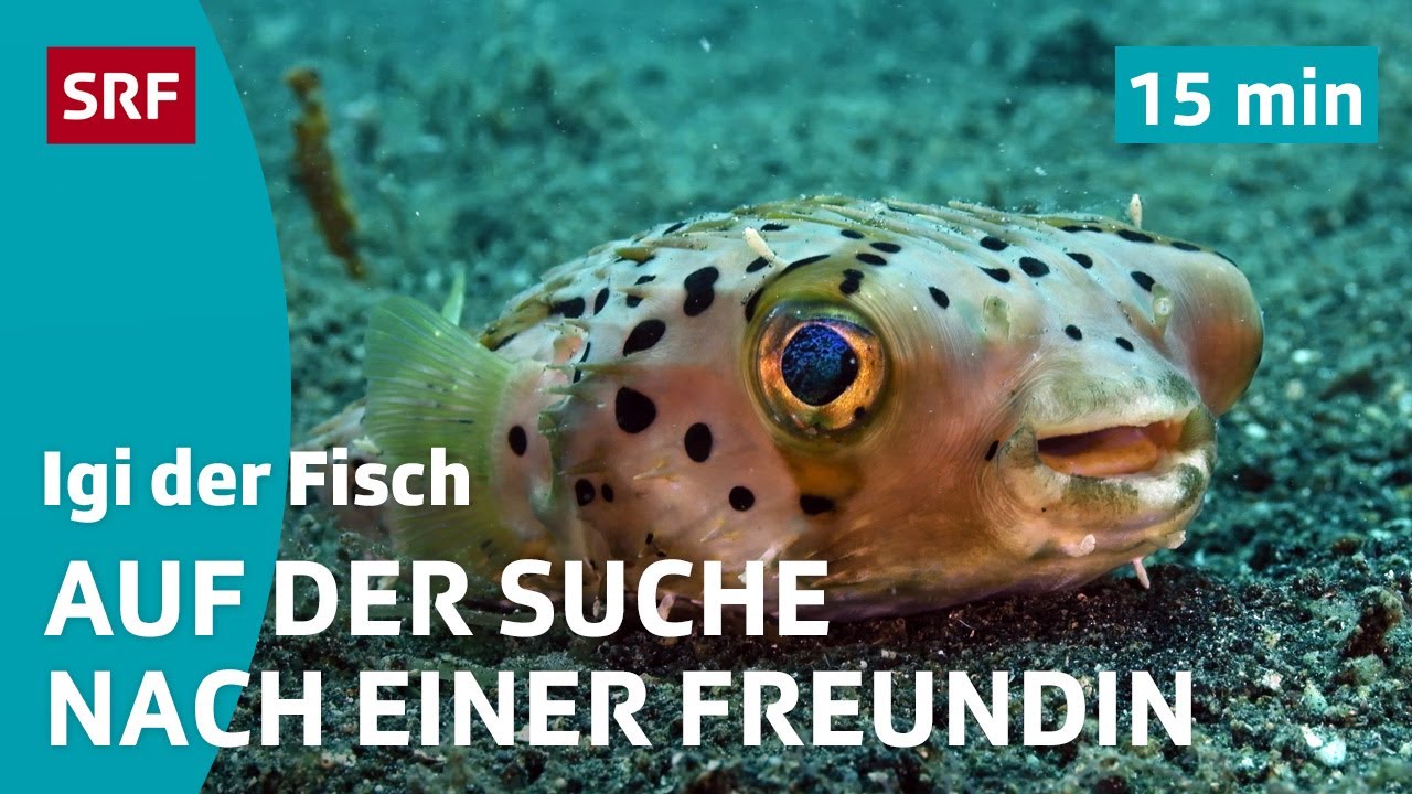 Igelfischfreundin gesucht | Igi der Fisch (1/5) | Kindervideos | SRF Kids